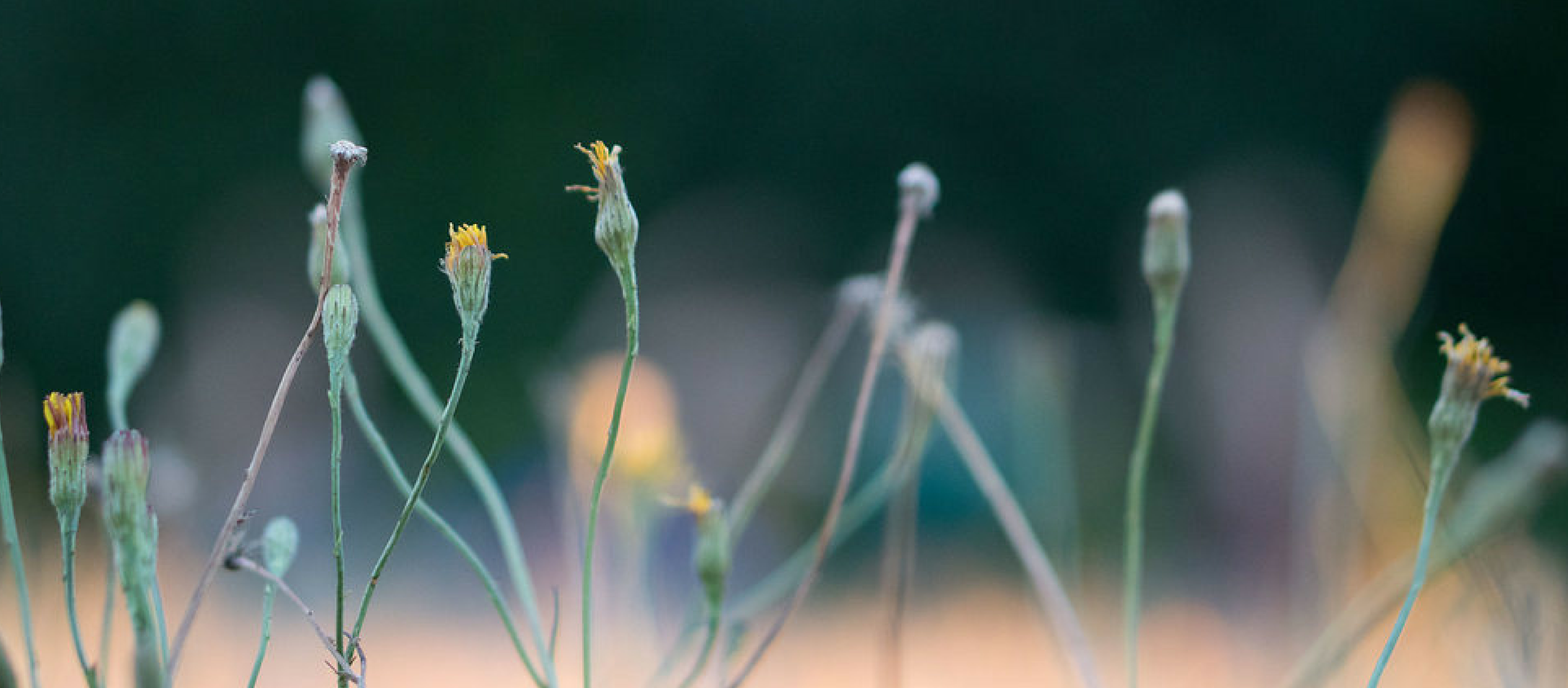 Close up of flowers, with a group of people practicing yoga in the background