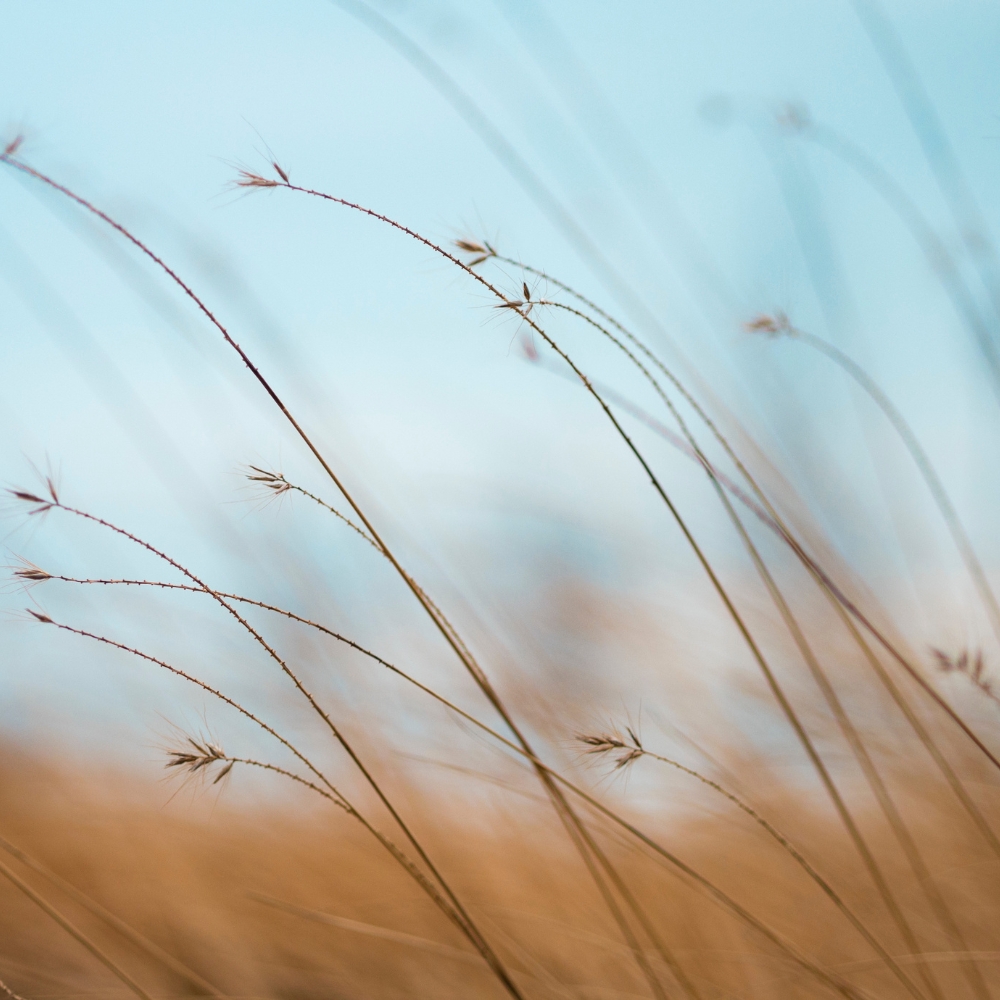 photo of wheat coloured grasses blowing in the wind