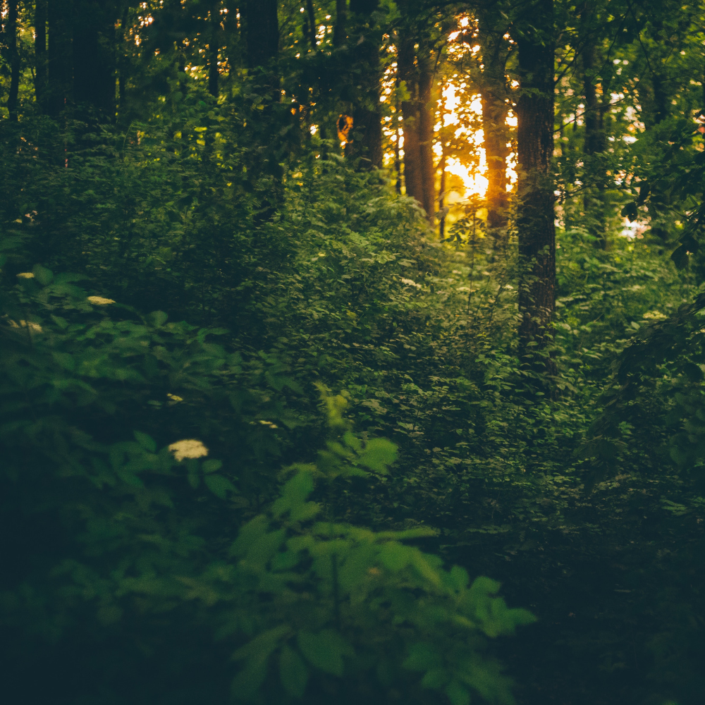 Photo of a forest.