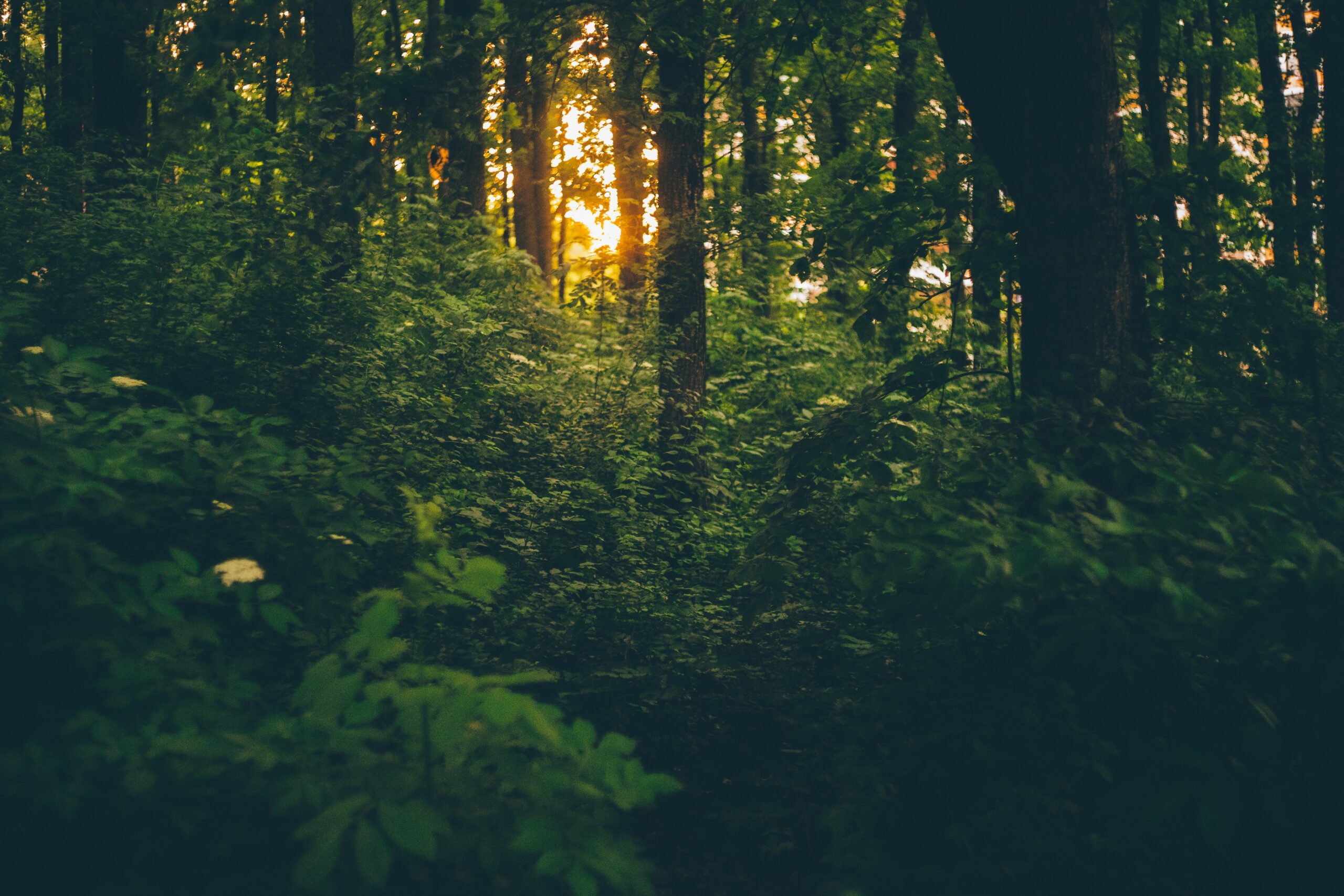 Photo of a forest.