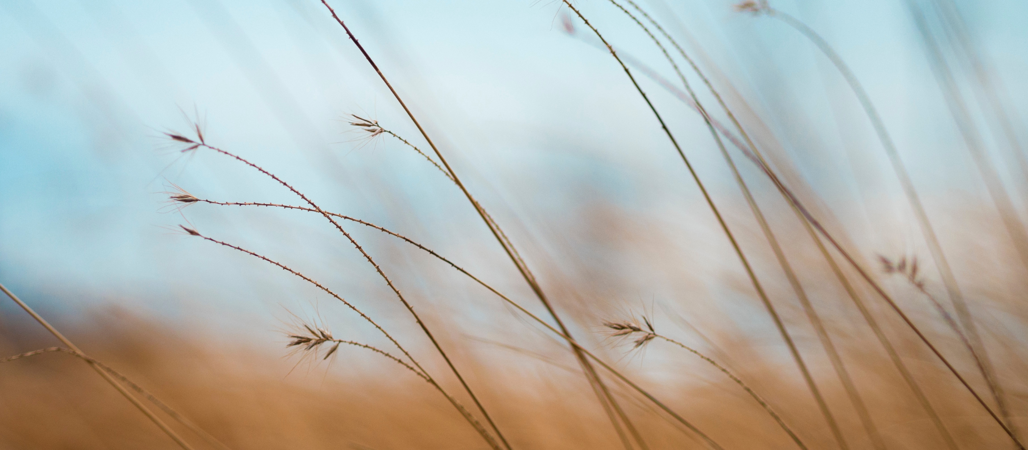 photo of whispy wheat coloured plants blowing in the wind