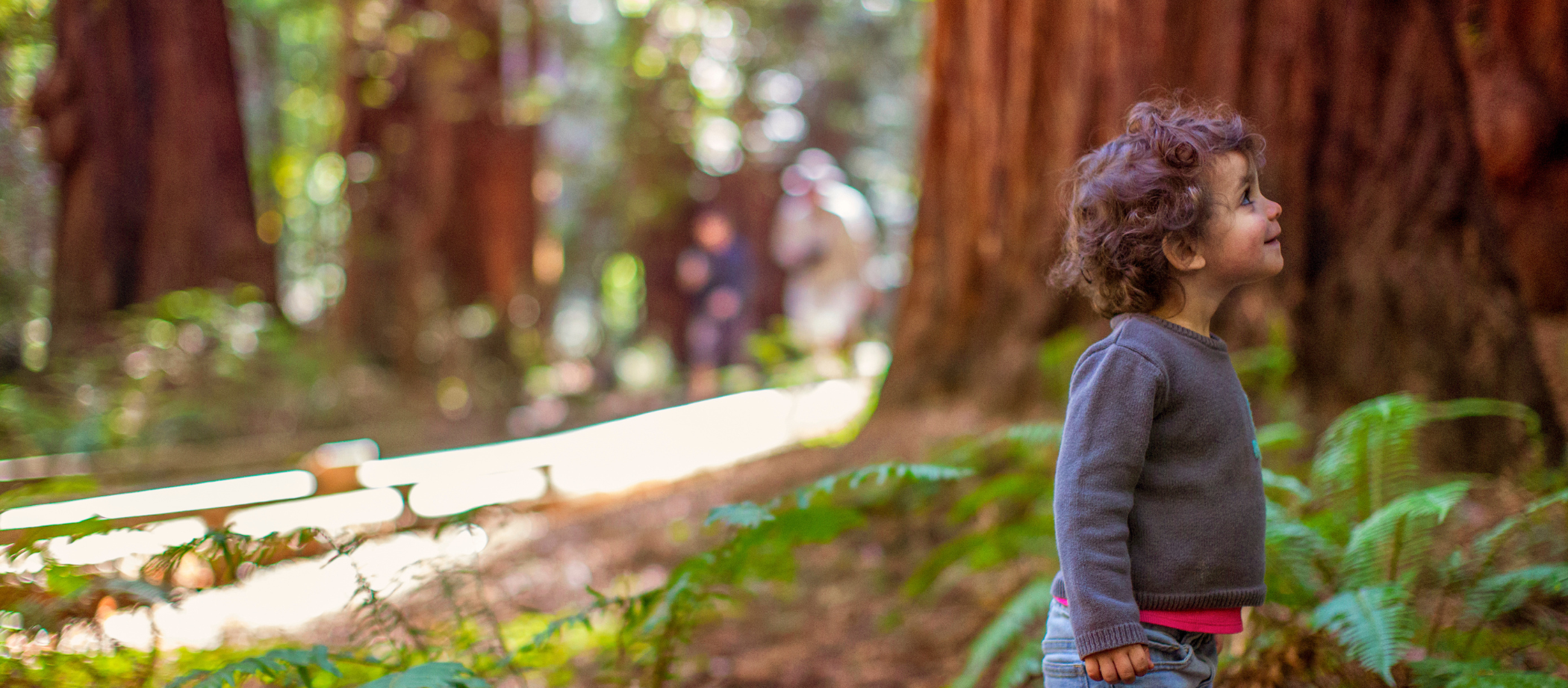 toddler boy in a forest looking up at the trees and smiling
